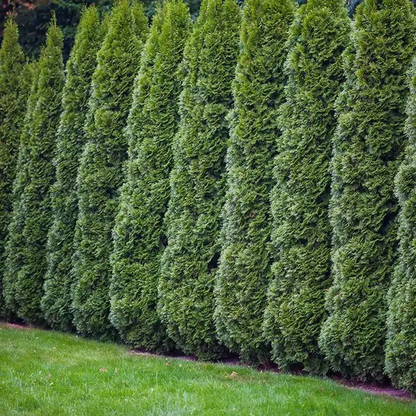 Artificial Cedar Hedge For Creating Privacy Barrier